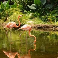 Flamingos