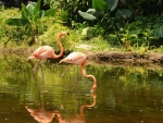 Flamingos