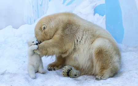 Polar Bears - snow, ice, pup, mother