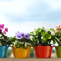 Potted Flowers