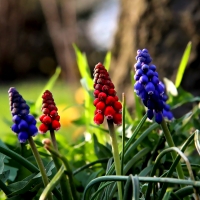 Muscari Flowers