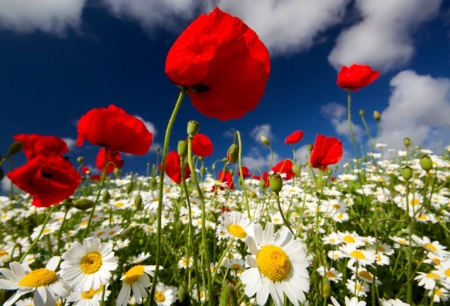 Summer Flowers - blossoms, petals, field, poppies, daisies