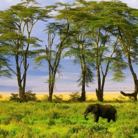 Elephants in Field