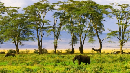 Elephants in Field - field, trees, elephants, pachyderms