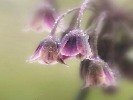 Morning dew - flowers, purple, drops, dew