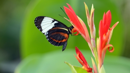 black butterfly on flower - butterfly, insect, flower, plant