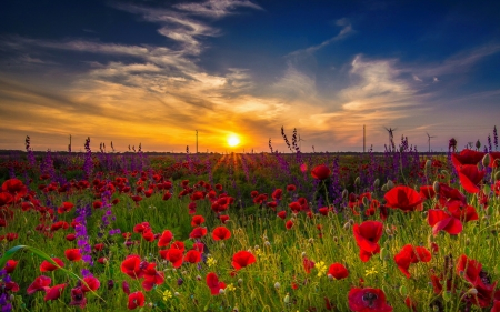 Sunset field - sky, sunset, summer, field, bulgaria, amazing, beautiful, flowers, poppies