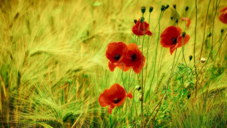 Summer field - field, poppies, nature, summer