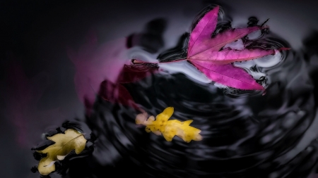 Whirlpool - abstract, dark, leaves, autumn