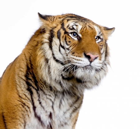 Tiger - white, animal, tiger, orange