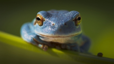 Frog - white, frog, broasca, blue, green