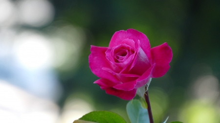 Rose - trandafir, vara, pink, green, summer, rose, flower