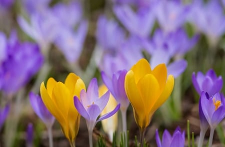 Crocuses - yellow, purple, spring, flower, crocus, pink