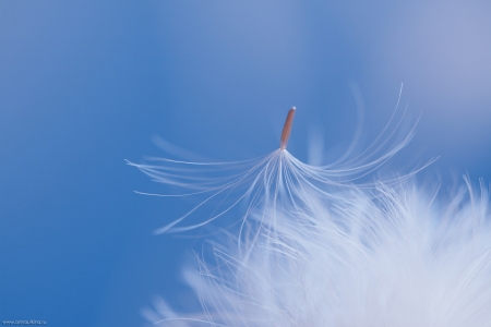 Dandelion - white, summer, dandelion, texture, vara, fluffy, blue