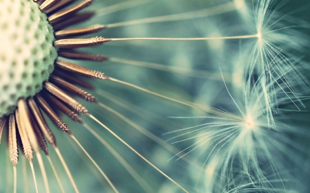 Dandelion - white, dandelion, texture, macro, blue