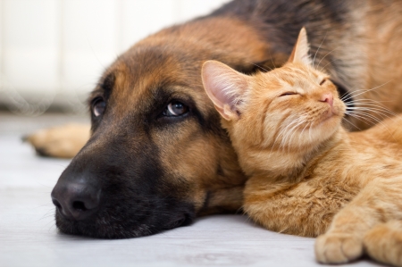 Cat and dog - couple, cat, pisica, ginger, caine, dog, animal, orange, friend