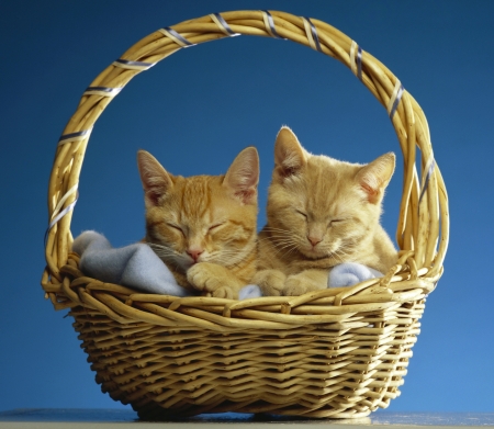 Kittens - blue, ginger, orange, cat, basket, pisica, kitten, cute, couple