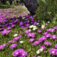 Purple Flowers