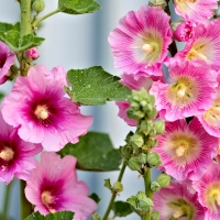 Hollyhocks Flowers