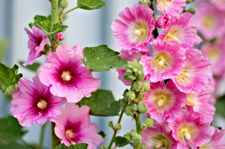 Hollyhocks Flowers - Hollyhocks, pretty, pink, Flowers