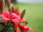 Pink Flowers