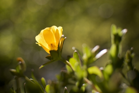 Yellow Flower - flower, yellow, plants, nature