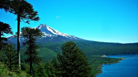 Splendor landscape - snow, lake, tree, muntain