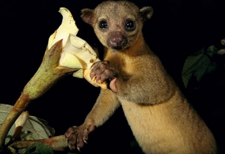 What's Happenin' Hot Stuff - tan coat, ctute face, kinkajou, big eyes, flower