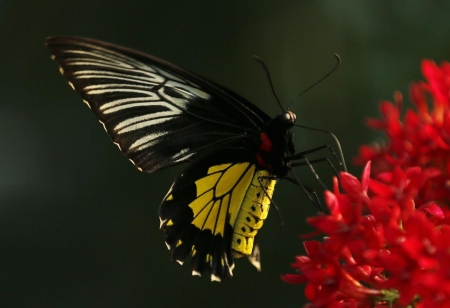 BUTTERFLY - FLOWER, WINGS, COLORS, PETALS