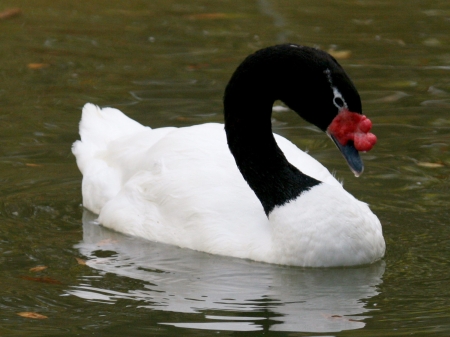 SWAN - wings, feathers, water, waves