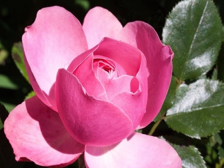 ROSE - leaves, petals, pink, green