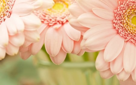 GERBERAS - flowers, leaves, petals, colors