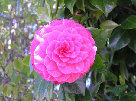 ZINNIA - leaves, petals, pink, green