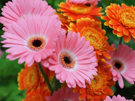 GERBERAS - leaves, stems, petals, colors