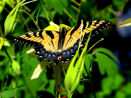 MONARCH - wings, leaves, colors, insect