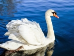 SWAN