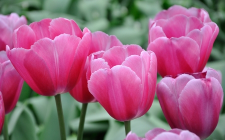 TULIPS - leaves, stems, petals, colors