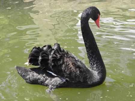 SWAN - wings, feathers, water, waves