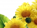 SUNFLOWERS