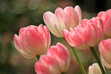 TULIPS - green, stems, petals, pink