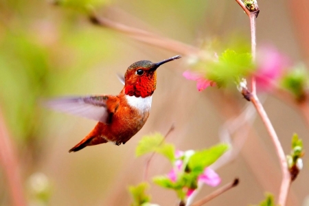 HUMMINGBIRD - flowers, wings, leaves, stems