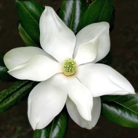 MAGNOLIA