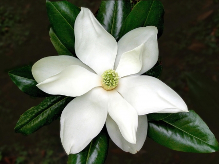 MAGNOLIA - white, leaves, petals, green