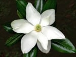 MAGNOLIA