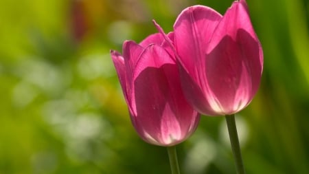 TULIPS - petals, pink, light, green