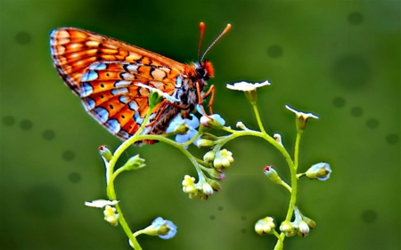 BUTTERFLY - wings, stems, colors, insect