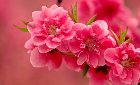 FLOWERS - BLOOMS, PINK, LEAVES, PETALS