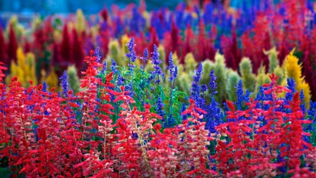 FLOWERS - stems, petals, nature, colors