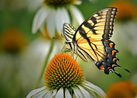 MONARCH - wings, stems, petals, colors