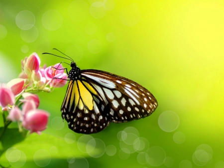 BUTTERFLY - flowers, wings, leaves, insect